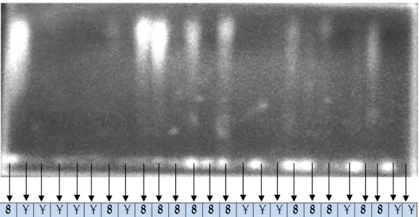 Gambar 11  Contoh hasil ekstraksi DNA pada contoh uji kayu. 