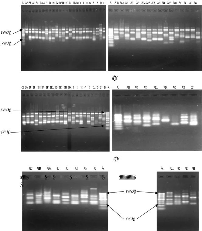 Gambar 12  Hasil PCR primer OPO 14. 