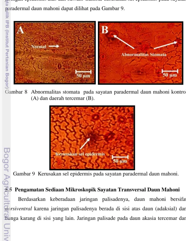 Gambar 8  Abnormalitas  stomata  pada sayatan paradermal daun mahoni kontrol  (A) dan daerah tercemar (B)