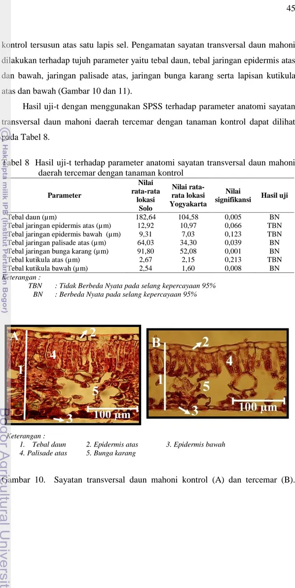Tabel 8  Hasil uji-t terhadap parameter anatomi sayatan transversal daun mahoni  daerah tercemar dengan tanaman kontrol 