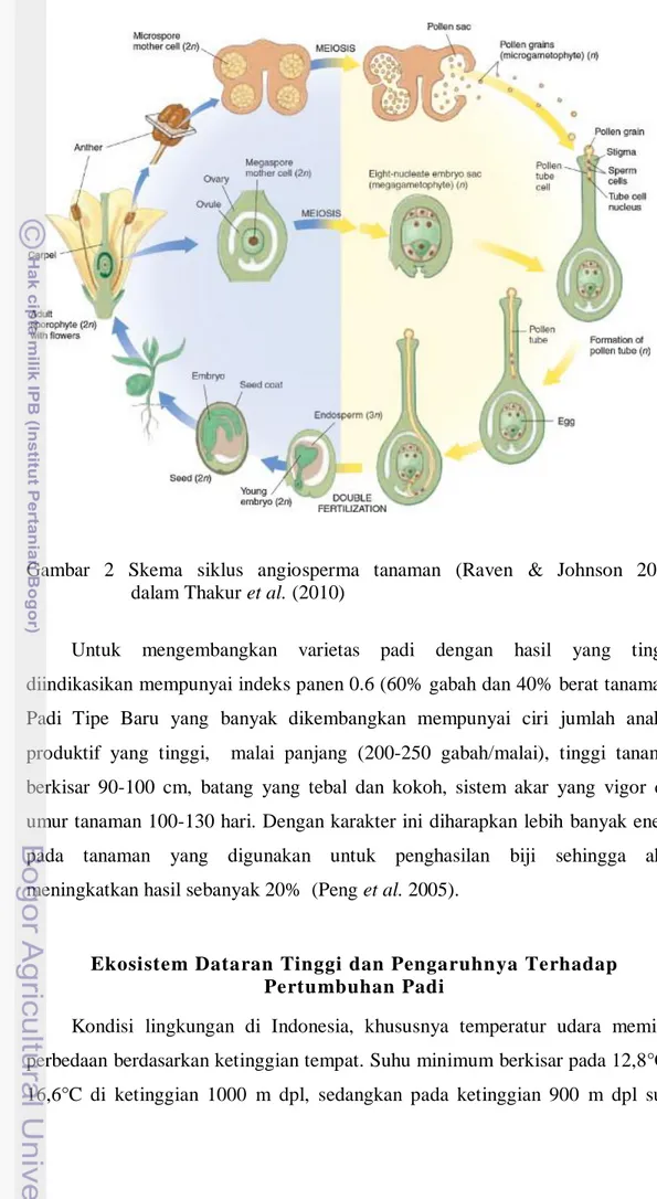 Gambar  2  Skema  siklus  angiosperma  tanaman  (Raven  &amp;  Johnson  2002)                 dalam Thakur et al