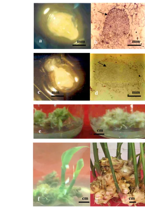 Gambar 3.Proses pertumbuhan embriogenesis somatik kultur meristem jahe. 