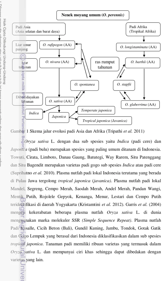 Gambar 1 Skema jalur evolusi padi Asia dan Afrika (Tripathi et al. 2011) 