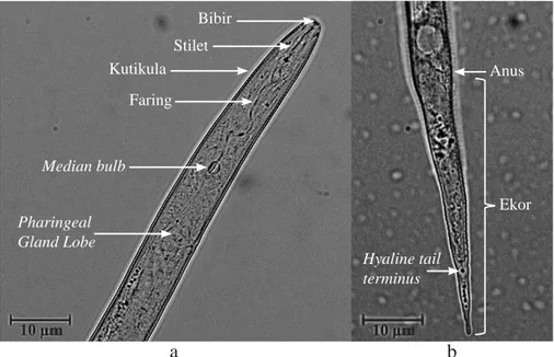 Gambar 3  Morfologi larva instar ke-2 Meloidogyne graminicola dari akar tanaman padi dengan  perbesaran mikroskop cahaya 1000×