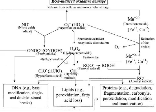 Gambar 2.1 Hubungan Metabolit ROS (Kohen dan Nyska, 2002) 