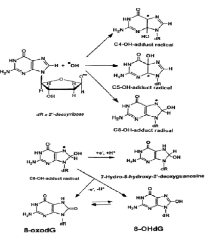 Gambar 2.2  Pembentukans 8-hidroksi-2’-deoksiguanosin oleh Radikal Hidroksil  (Valavanidis, dkk., 2009) 