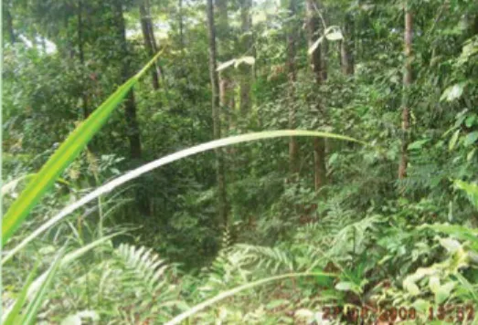 Gambar 3. Agroforestri karet di Desa Lubuk Beringin (foto: Subekti Rahayu) Berbagai jenis pohon yang tumbuh secara alami pada agroforestri karet  merupakan suatu proses yang dapat berlangsung atas bantuan angin, air  dan hewan pemencar biji seperti burung 