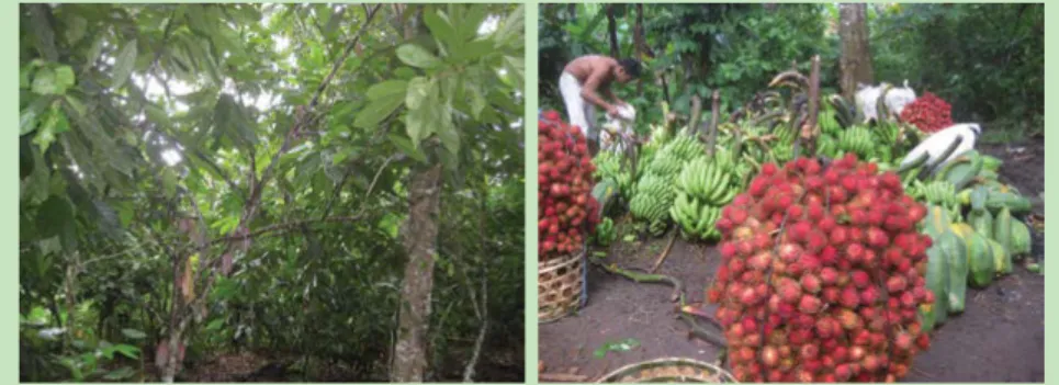 Gambar 6. Kiri: agroforestri kakao dan kopi di Sesaot; kanan: hasil dari agroforestri  kakao dan kopi yang dipasarkan langsung di lahan (foto: Subekti Rahayu)