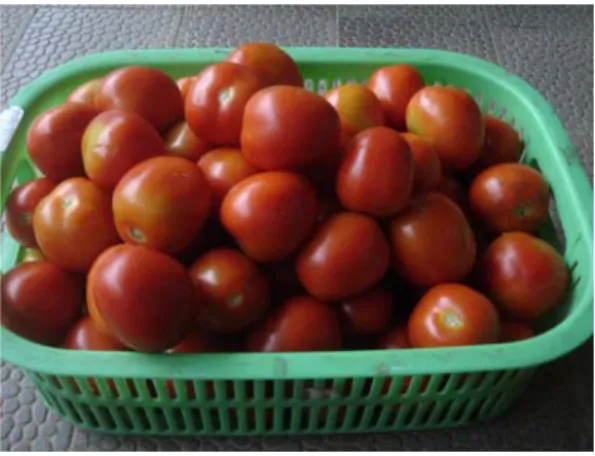 Gambar 3. Buah tomat 