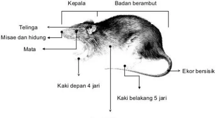 Gambar 1. Morfologi Tikus Sawah 