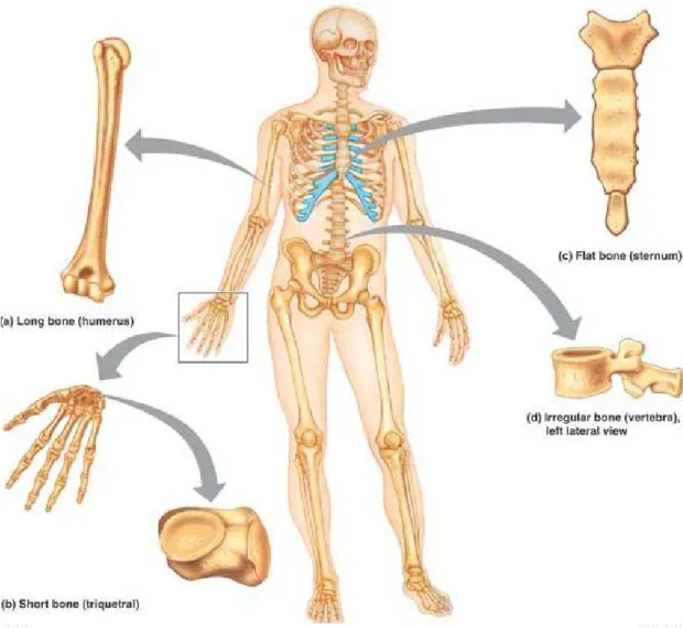 Gambar 2.1. Klasifikasi Tulang berdasarkan bentuk 