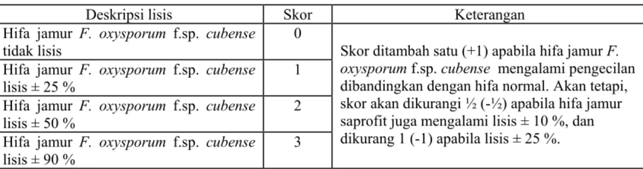 Tabel 2.   Deskripsi lisis hifa jamur F. oxysporum f.sp. cubense  untuk menentukan keefektifan jamur  saprofit  sebagai antagonis (Abadi, 1987) 