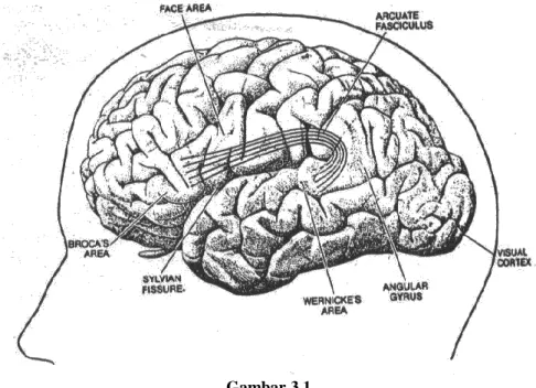 Gambar  di  bawah  ini  menjelaskan  adanya  dua  bagian  cerebral  yang  merupakan faktor saling keterhubungannya melalui “arcuate fasciculus”