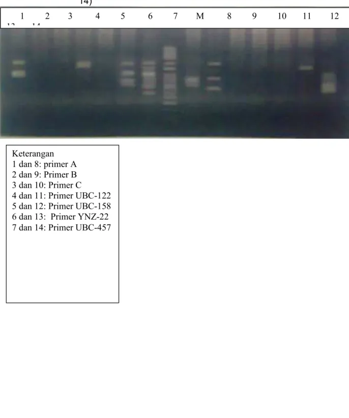 Gambar  Lampiran  1.  Elektroforesis  DNA  produk  PCR-RAPD  ikan  kerapu  macan  yang  tahan  terhadap  bakteri  Vibrio  alginolitycus  dan toleran salinitas rendah (1-7) serta salinitas tinggi  (8-14)        1         2        3          4         5     