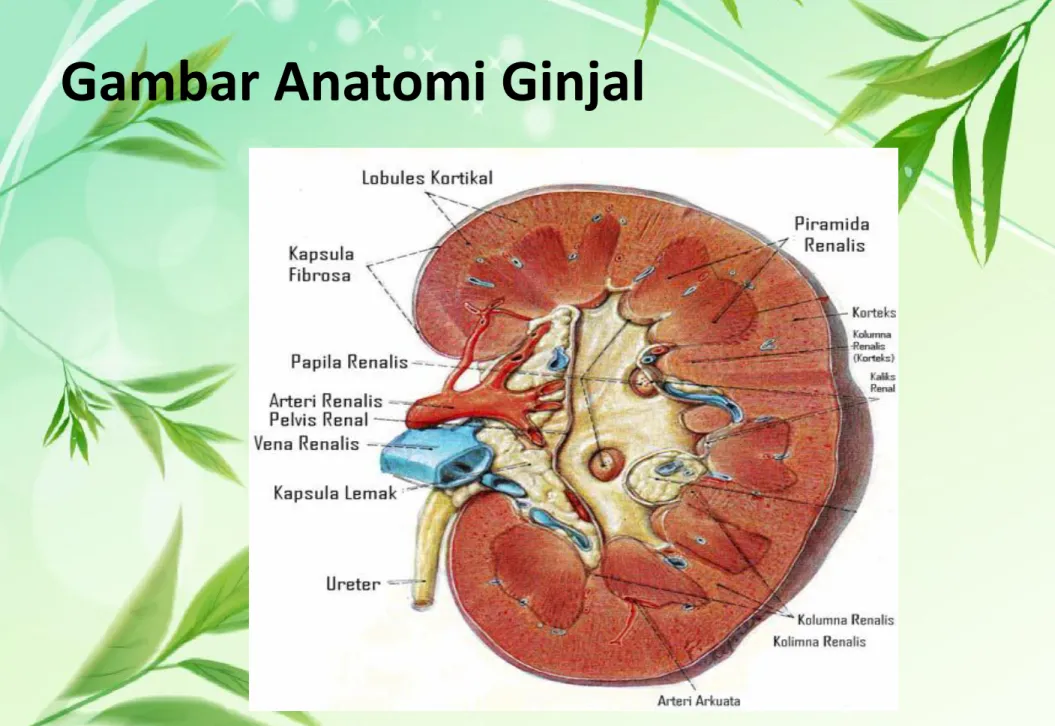 Gambar Anatomi Ginjal 