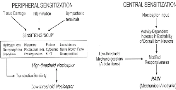 Gambar 2.2-1. Mekanisme sensitisasi perifer dan sensitisasi sentral 34 . 