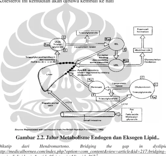 Gambar 2.2. Jalur Metabolisme Endogen dan Eksogen Lipid..