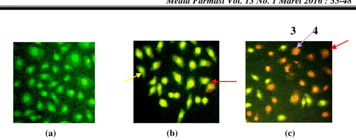 Gambar 3. Morfologi sel HeLa setelah pengecatan dengan menggunakan double staining  akridin  oranye-etidium  bromida