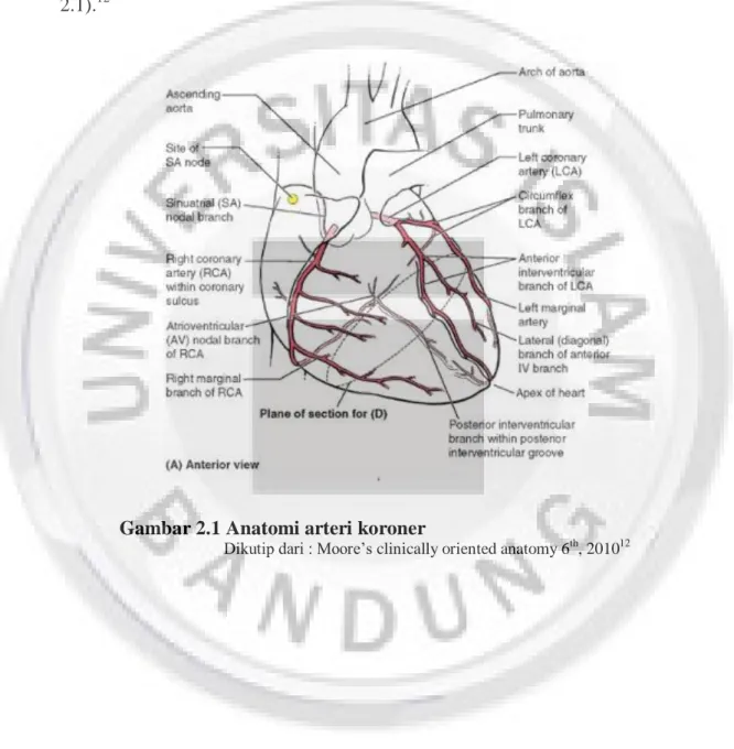 Gambar 2.1 Anatomi arteri koroner 