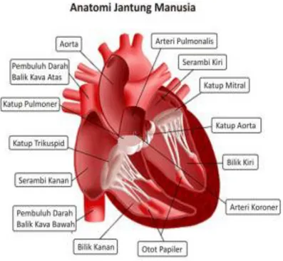 Gambar 2.1. Jantung Manusia 