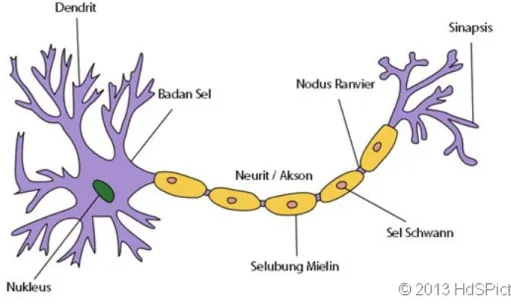 Gambar : Struktur Sel Saraf