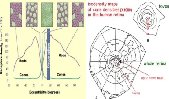 Gambar 6. Distribusi sel rods dan cones