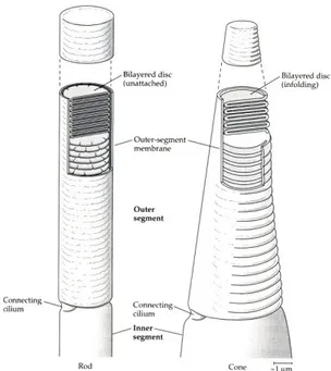 Gambar 10. Segmen luar sel rod  dan sel cone