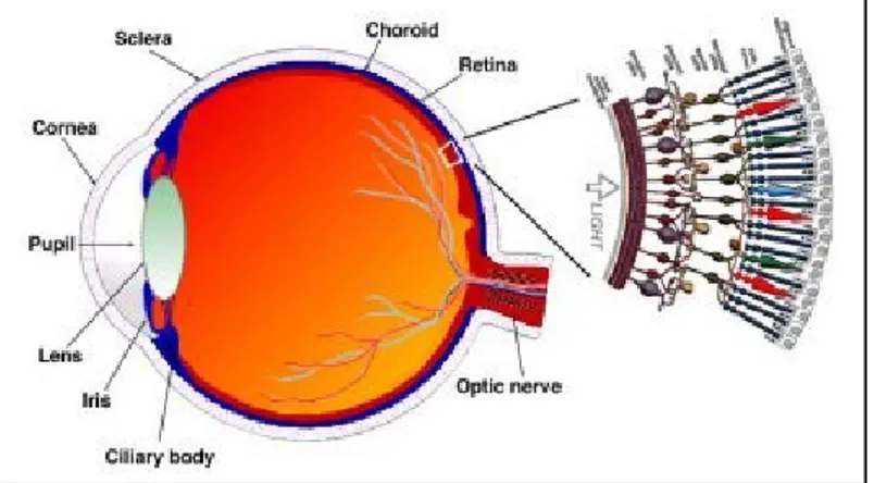 Gambar 1. Anatomi Retina