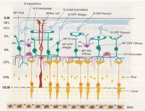 Gambar 13. Skematik diagram tipe sel dan lapisan histologi retina (10)