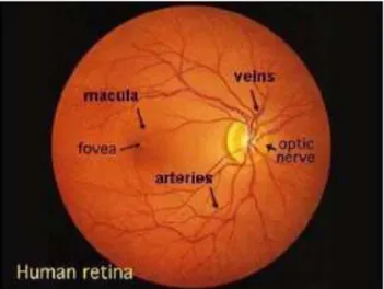 Gambar 4 Vaskularisasi retina
