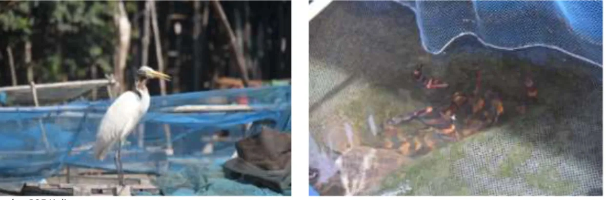 Gambar 3. Contoh fauna yang terdapat di Danau Sentarum 