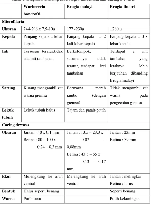Tabel 1. Diagnosis Banding Morfologi Mikrofilaria dan Cacing Dewasa. 1,3 Wuchereria 
