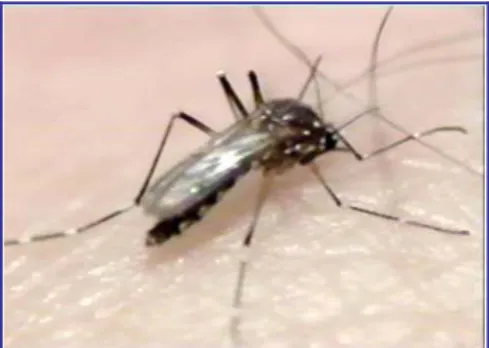 Gambar 2.4 Nyamuk Aedes aegypti Betina Dewasa  (22) 