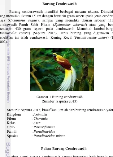 Gambar 1 Burung cendrawasih 