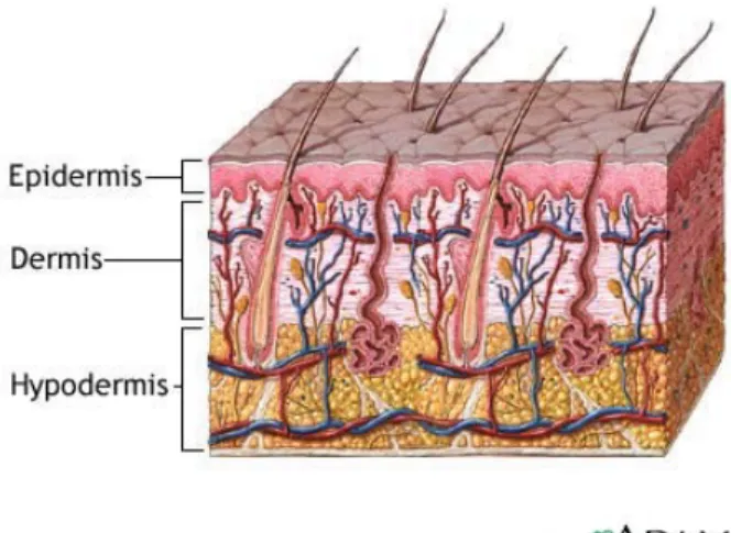 Gambar 1:  Lapisan-lapisan utama kulit.