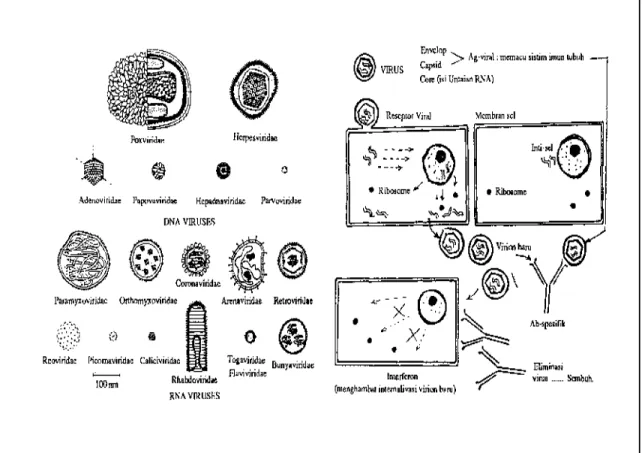 Gambar 1. Morfologi golongan virus DNA &amp; RNA dan patogenesis virus  dalam   sel   target   penderita