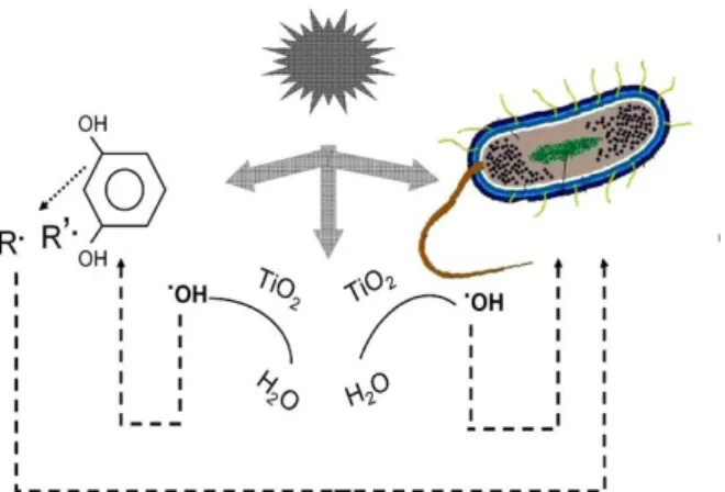 Gambar 1. Mekanisme TiO 2  dalam In- In-aktivasi bakteri setelah terkena sinar UV [8] 