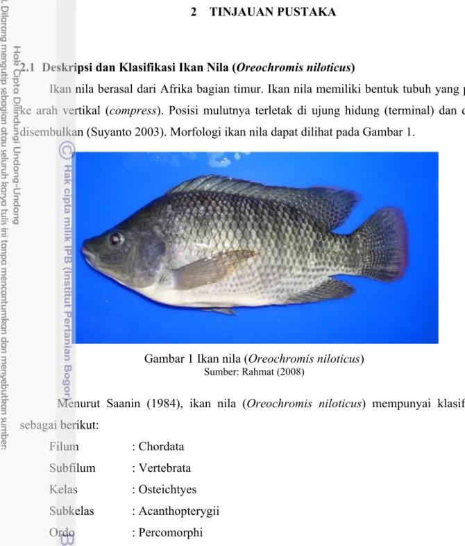 Gambar 1 Ikan nila (Oreochromis niloticus) 