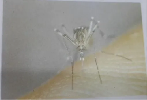 Gambar 3. Nyamuk dewasa AedesAegypti, sedang    menghisap darah manusia (Zaman, 1997) 