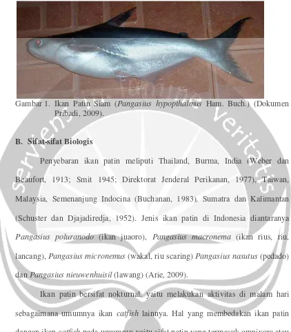 Gambar 1. Ikan Patin Siam (Pangasius hypopthalmus Ham. Buch.) (Dokumen