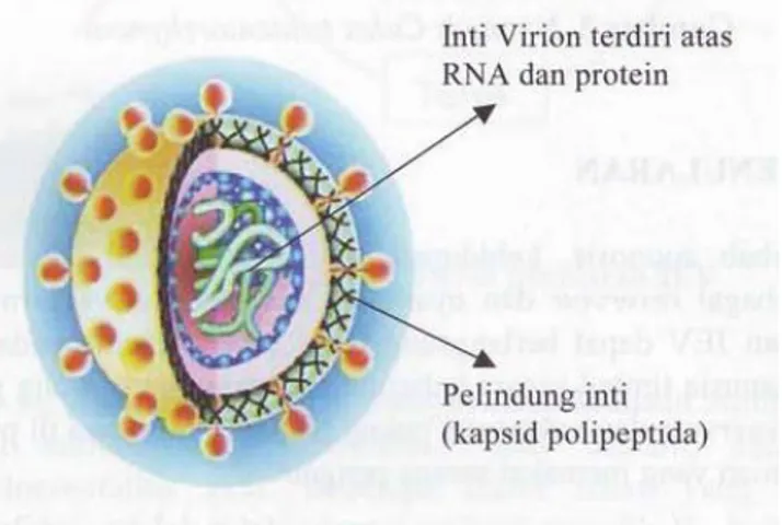 Gambar 2.1 Struktur Virus Japanese Encephalitis 