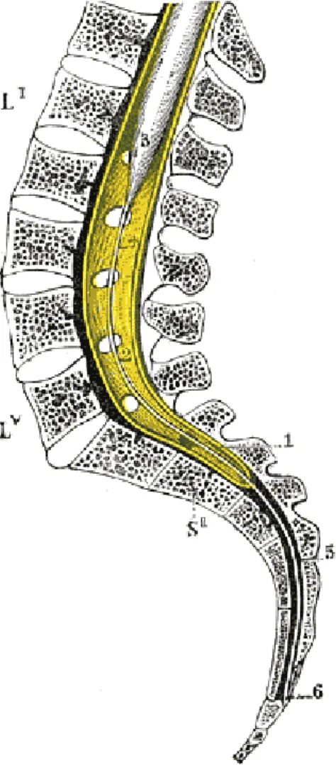 Gambar 2.4 Potongan Sagittal Vertebra dan Medulla Spinalis 6