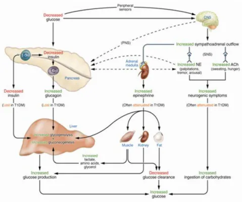 Gambar 1. Mekanisme regulasi glukosa pada tubuh manusia (Cryer,  2011).   