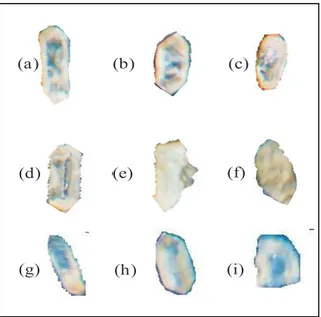 Gambar  9.  (a)  dan  (g) Tahap  awal    proses  korosi,  zona  terlihat jelas (biru); (b) Pyramidal, bentuk butiran  euhedral  dengan  banyak  rekahan;  (c)  Butiran  dengan  korosi  lanjut  ditandai dengan bentuk tak beraturan di ujungnya; (d) Butiran  e