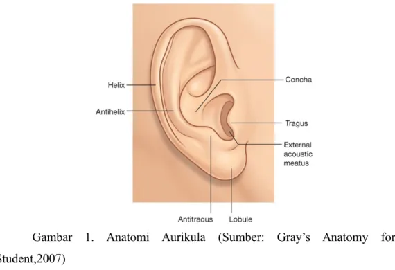 Gambar   1.   Anatomi   Aurikula   (Sumber:   Gray’s   Anatomy   for Student,2007)