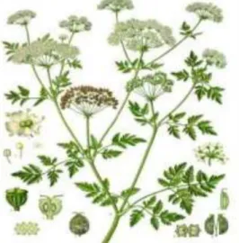 Gambar III.1 Conium Conium Maculatum  Maculatum L L