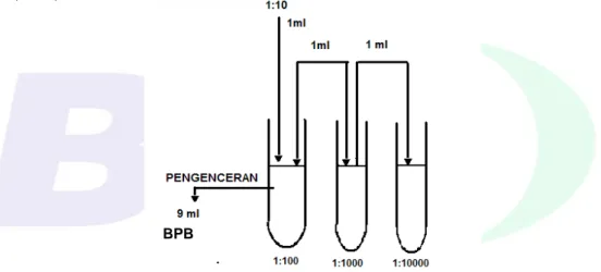 Gambar A.1  -  Tingkat pengenceran menggunakan larutan pengencer Butterfield’s   Phosphate-Buffered Dilution Water (BPB) 