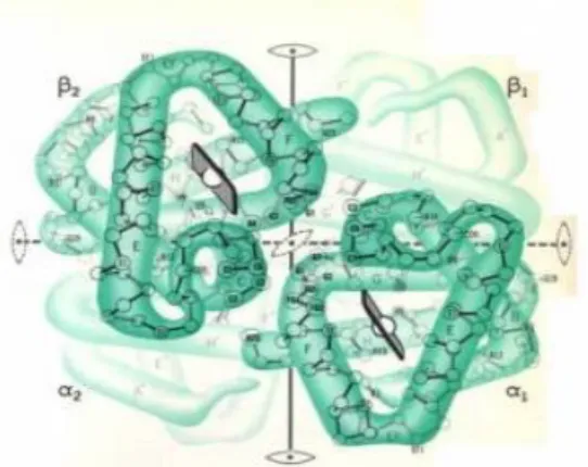 Gambar 11  Struktur tersier protein 4. Struktur Kuartener