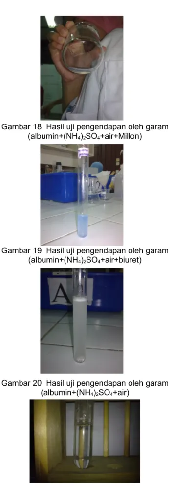 Gambar 18  Hasil uji pengendapan oleh garam (albumin+(NH 4 ) 2 SO 4 +air+Millon)