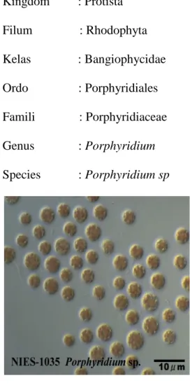 Gambar 1. Porphyridium sp (Lud, 2012)) 